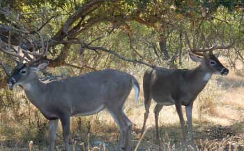 Trophy Texas Hill Country Hunts